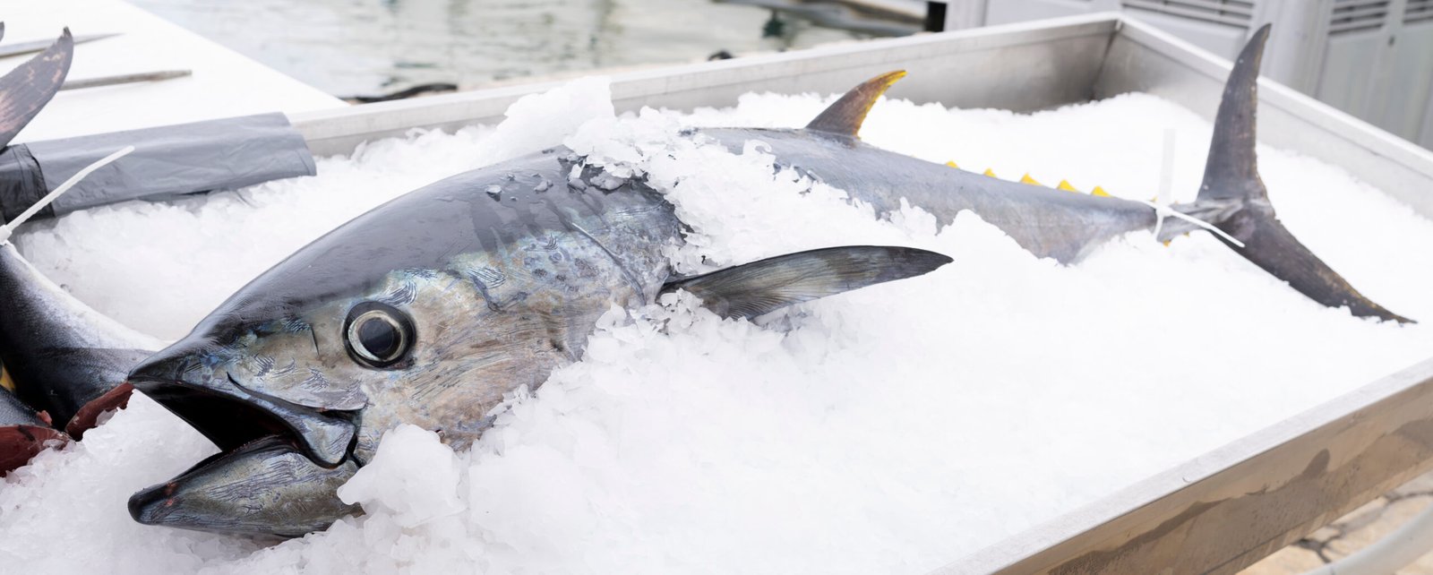 Tuna Ice Market Scaled